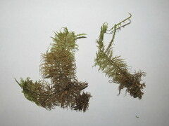 Hylocomium splendens