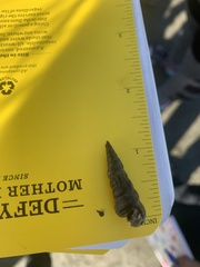 Cerithideopsis
