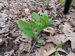 Mertensia virginica