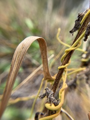 Cassytha filiformis