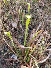 Sarracenia alata
