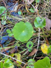 Hydrocotyle verticillata