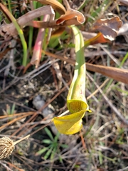 Sarracenia alata