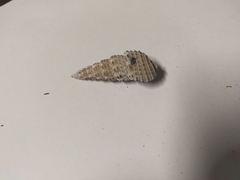 Batillaria australis