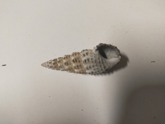 Batillaria australis