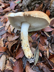 Tricholoma apium