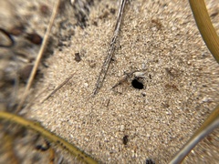 Iridomyrmex pallidus