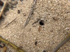 Iridomyrmex pallidus