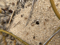 Iridomyrmex pallidus