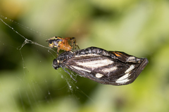Araneus guttatus