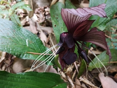 Tacca integrifolia
