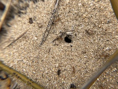 Iridomyrmex pallidus