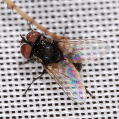 Phasia barbifrons