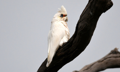 Cacatua pastinator