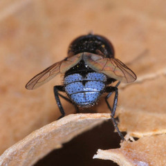 Phasia barbifrons