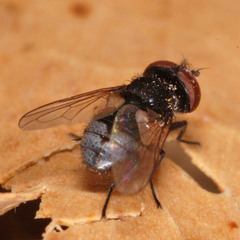 Phasia barbifrons