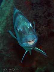 Archosargus probatocephalus