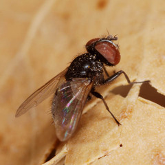 Phasia barbifrons