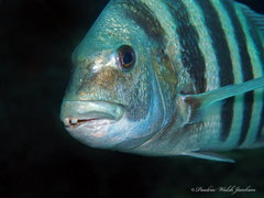 Archosargus probatocephalus