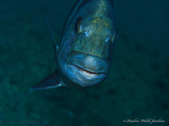 Archosargus probatocephalus