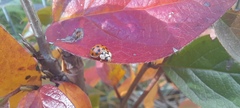 Harmonia axyridis