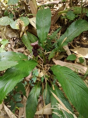 Tacca integrifolia