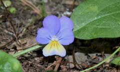 Viola tricolor