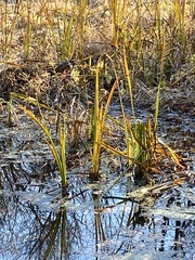 Carex comosa
