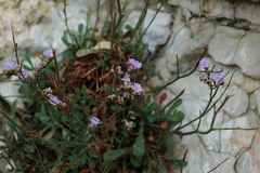Limonium