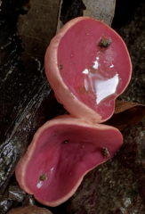 Sarcoscypha austriaca