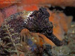 Hippocampus reidi