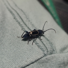 Calydon submetallicum