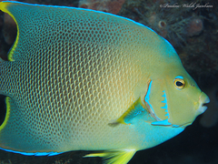 Holacanthus bermudensis