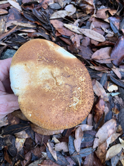 Tricholoma apium