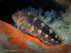 Hypleurochilus bermudensis