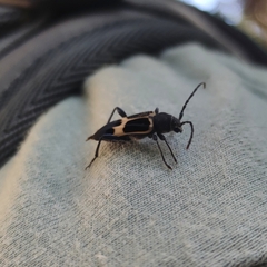 Calydon submetallicum