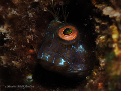 Parablennius marmoreus