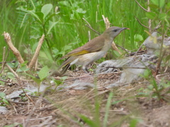 Conopophila rufogularis