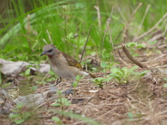 Conopophila rufogularis