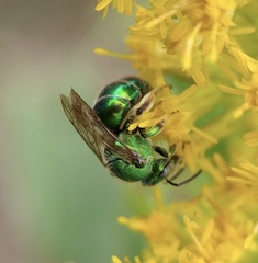 Augochloropsis metallica