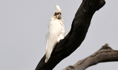 Cacatua pastinator