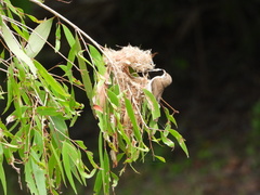 Conopophila rufogularis