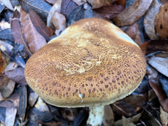 Tricholoma apium