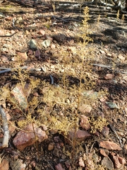 Dysphania graveolens