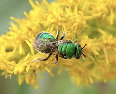Augochloropsis metallica