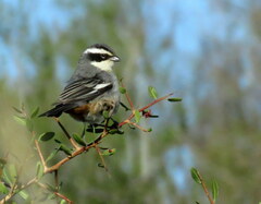 Microspingus torquatus