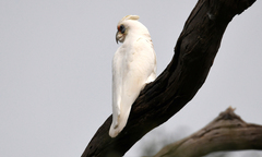 Cacatua pastinator