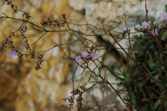 Limonium