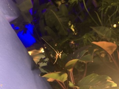 Steatoda nobilis