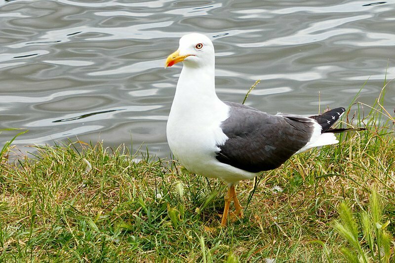 British Lesser Black-backed Gull